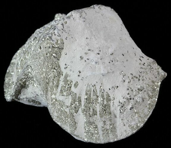 Pyrite Replaced Brachiopod (Paraspirifer) - Ohio #52703